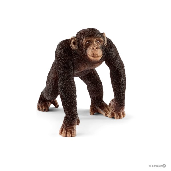 شامپانزه اشلایش 14817